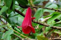 Image: Copihue - Chilean national flower